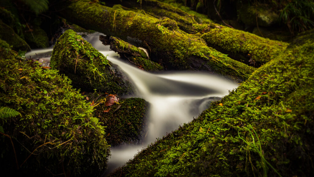 Serene forest stream flowing over mossy rocks with smooth silky water long exposure wallpaper