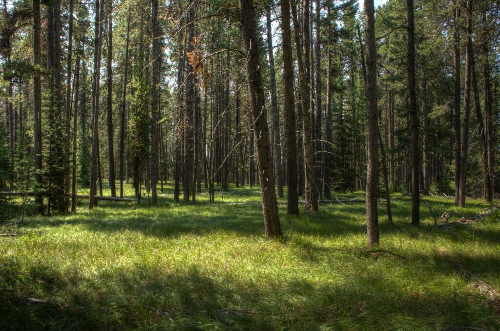 Sunlight streaming through tall trees casting shadows on lush green grass in serene forest wallpaper