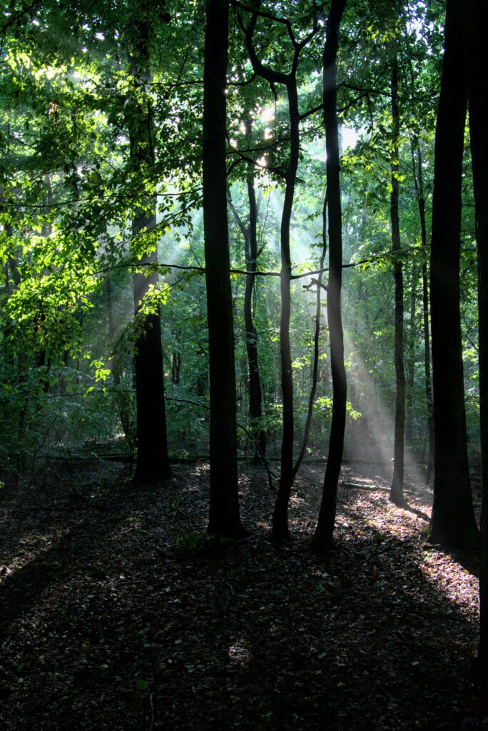 Sunlight filtering through dense forest branches over lush green foliage creating serene nature ambiance Wallpaper