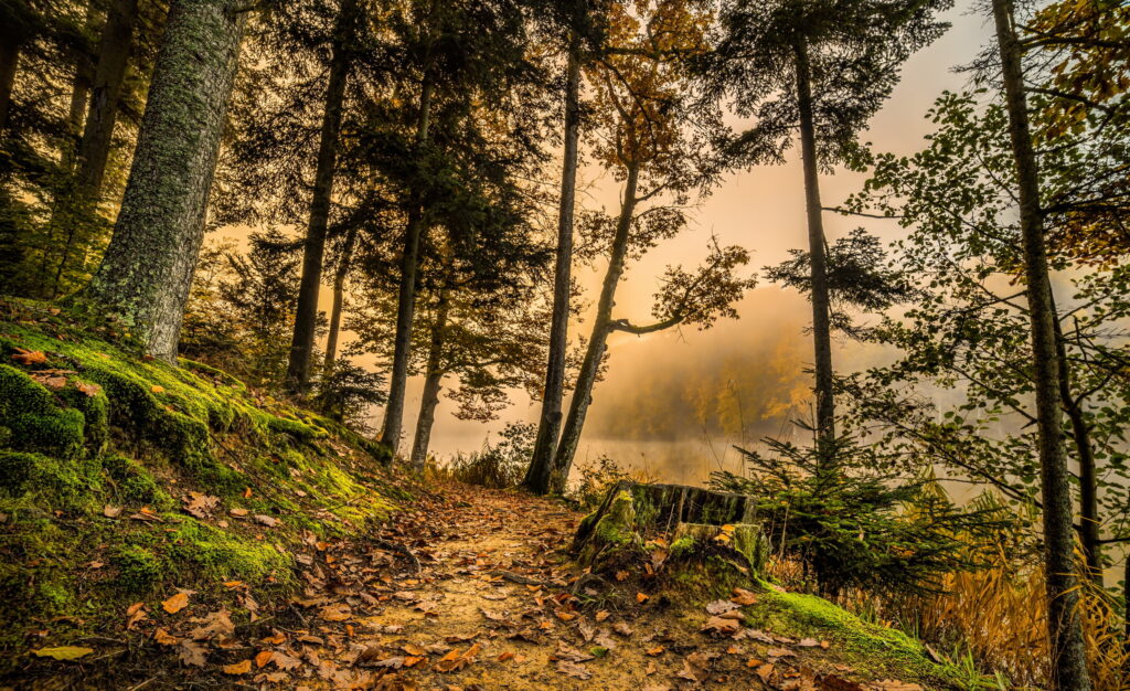 Serene forest trail with tall trees lush green grass warm golden light HDR nature wallpaper