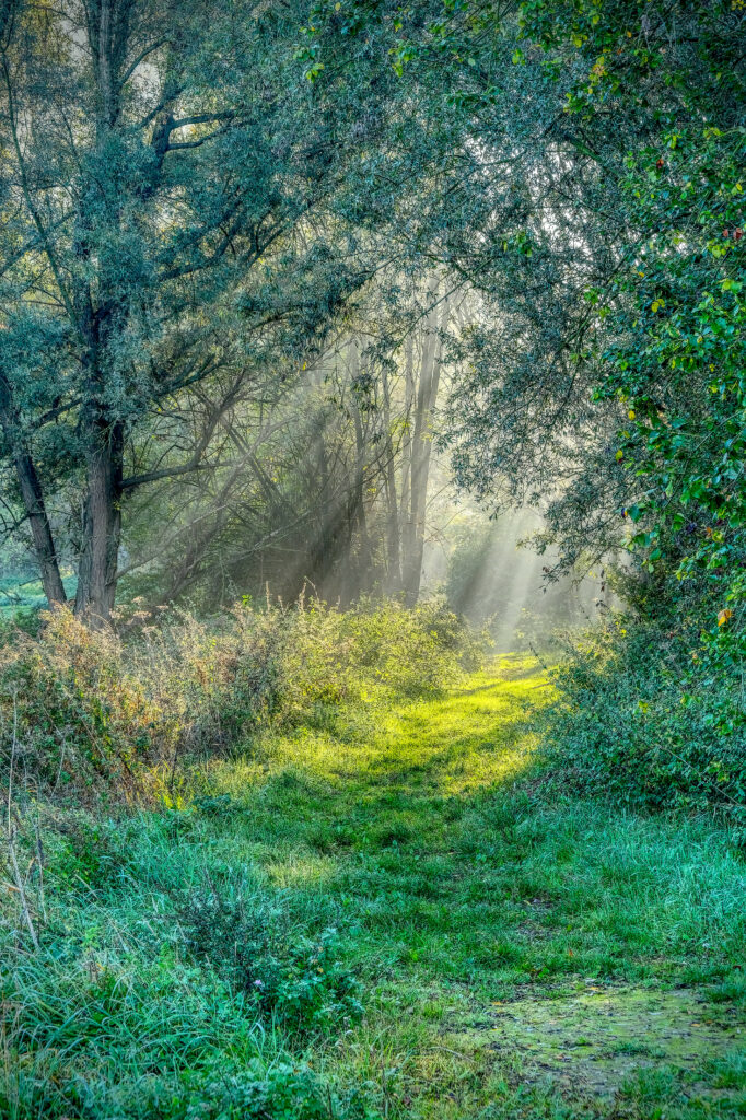 Serene forest trail with lush green grass and sunlight filtering through dense trees wallpaper