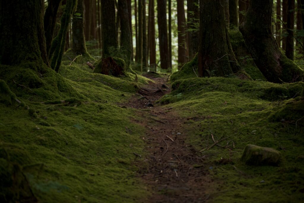 Serene forest trail covered in moss with towering trees and soft natural light background wallpaper
