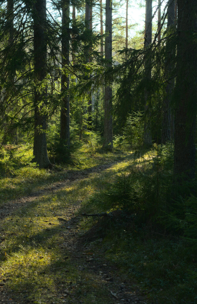Serene forest trail with sunlight filtering through tall trees over mossy ground wallpaper background