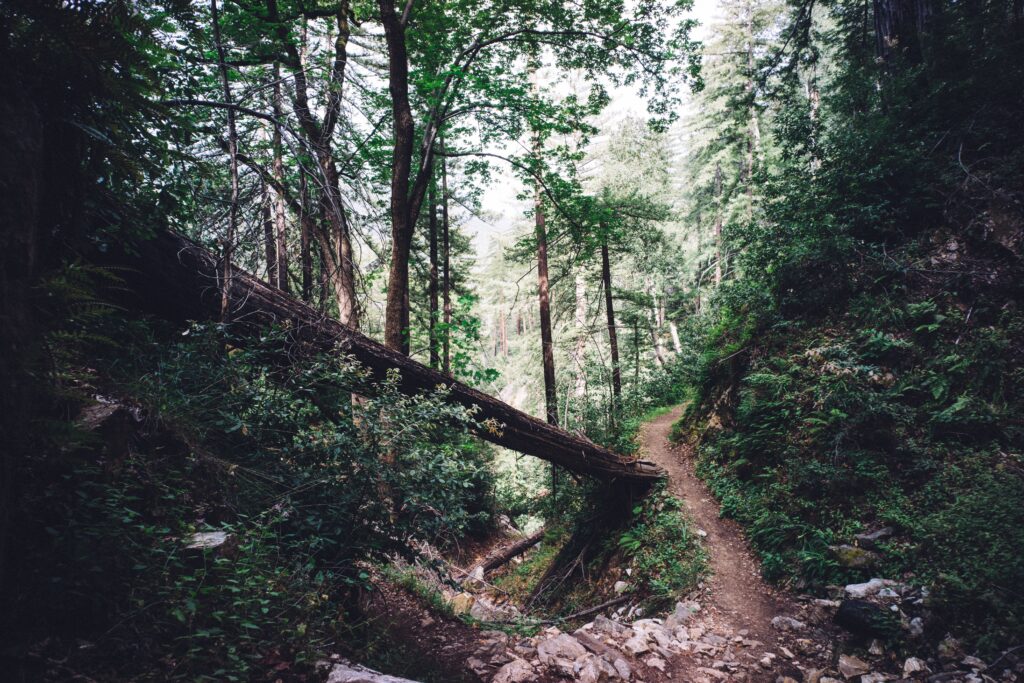 Tranquil forest trail with tall leafy trees and soft sunlight through lush green foliage wallpaper