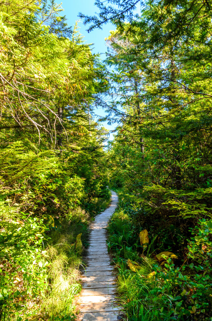 Serene forest trail with lush green trees and sunlight filtering through foliage wallpaper background
