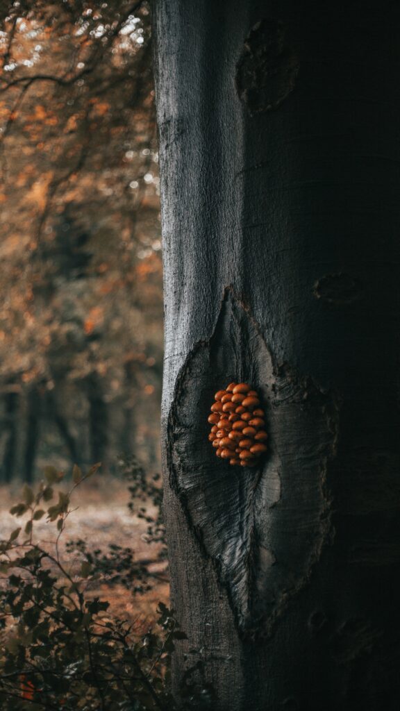 Orange mushrooms on textured tree trunk in peaceful forest with soft natural lighting wallpaper