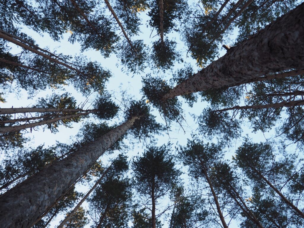 Bottom view of tall textured tree trunks and branches against clear sky in serene forest wallpaper
