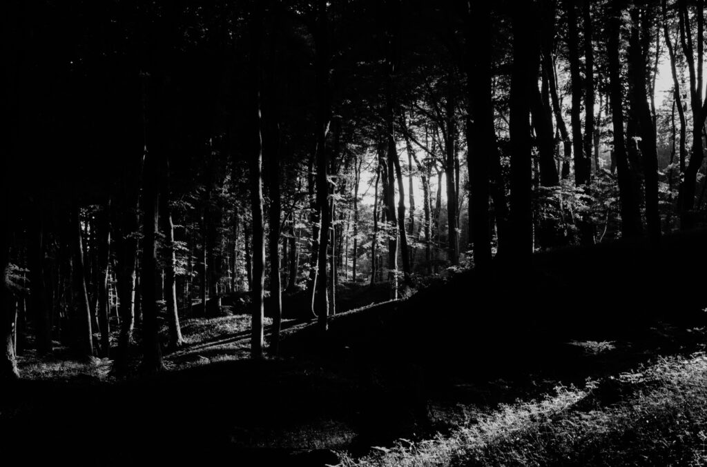 Serene Black and White Forest Wallpaper with Dynamic Shadows