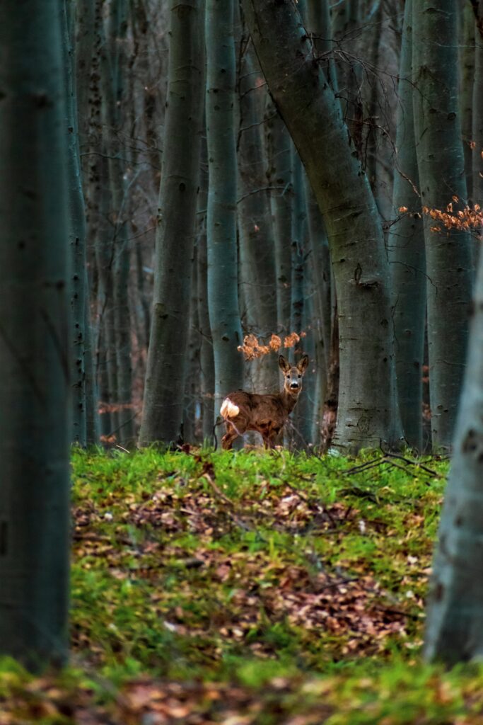 Serene Forest Wallpaper: Graceful Deer Amidst Tall Trees