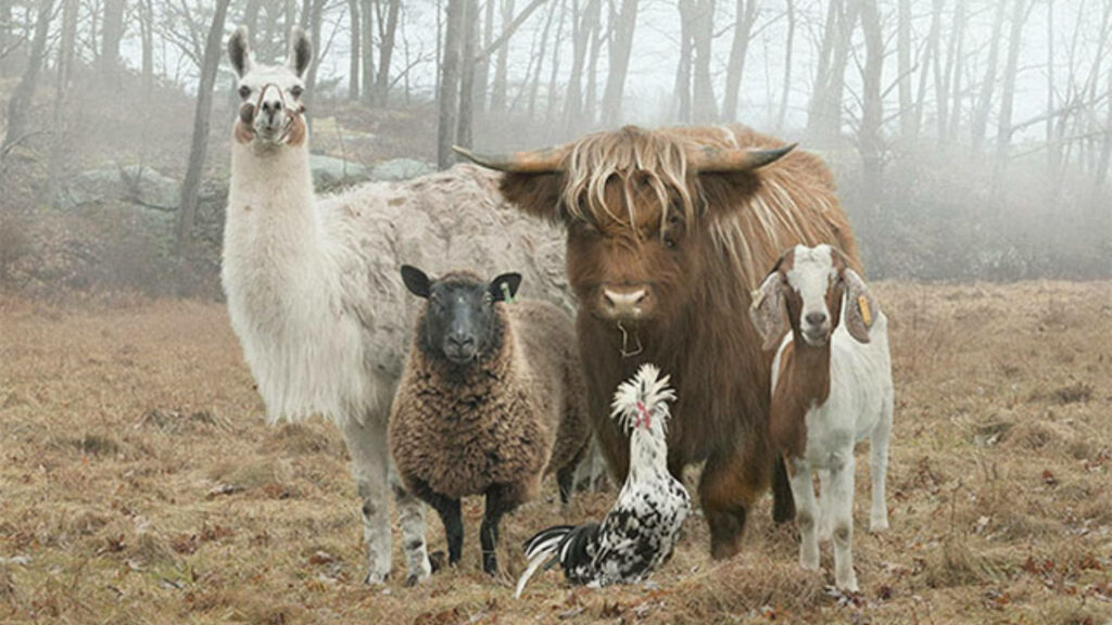 Serene Forest Wallpaper: Misty Scene with Farm Animals in Fog