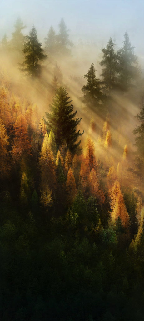 Serene Forest Wallpaper: Golden Light & Autumn Hues for Calm Beauty