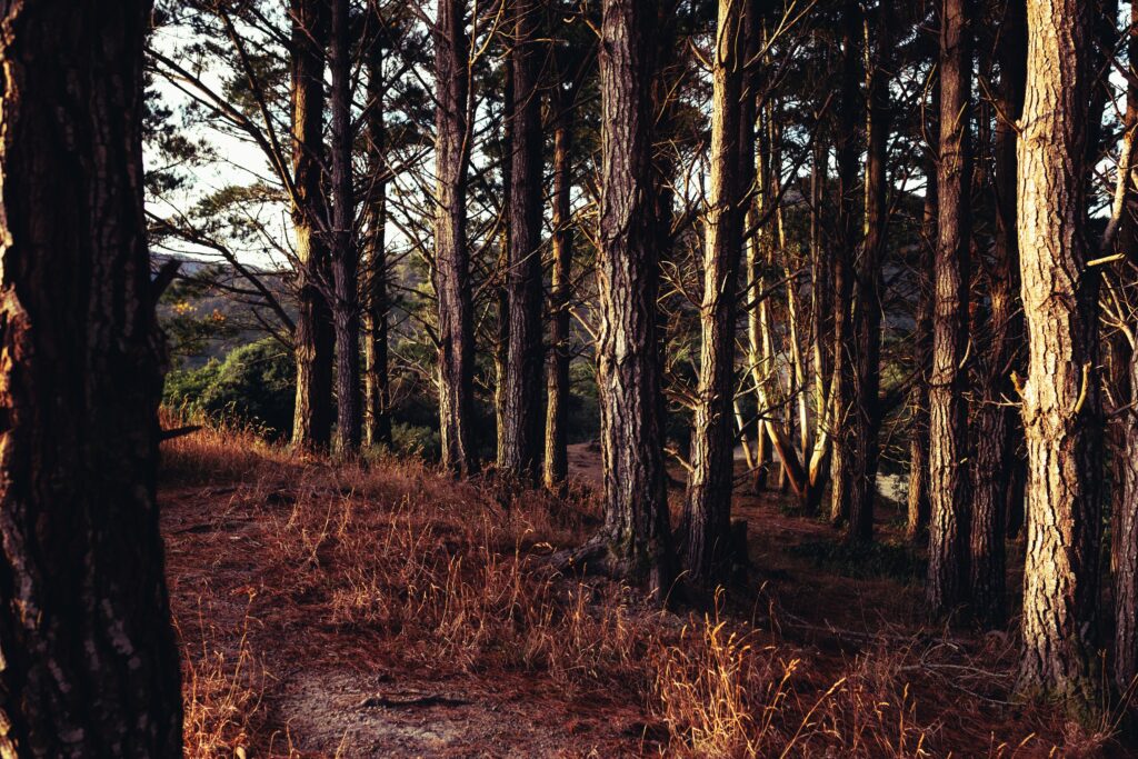 Golden sunlight through tall forest trees casting warm rays on grassy woodland floor wallpaper