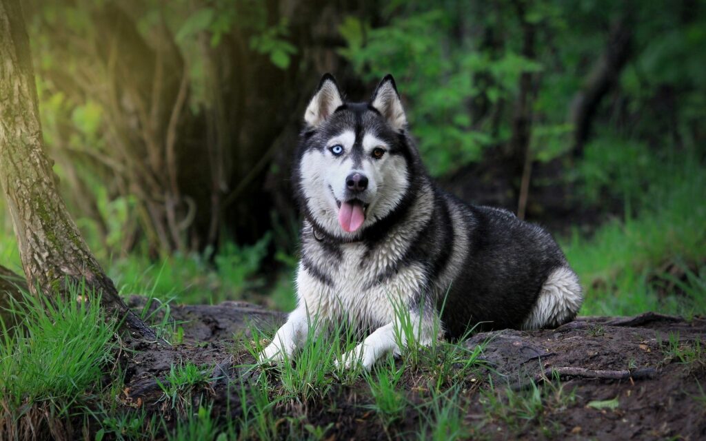 Husky Dog in Lush Forest Wallpaper - Serene Nature Background