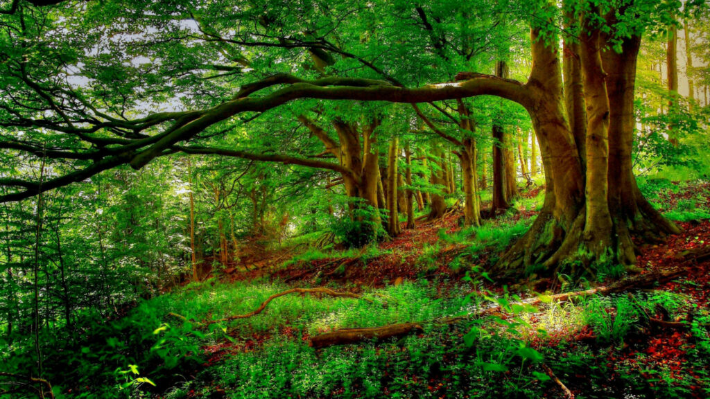 Serene Forest Wallpaper: Lush Greens & Sunlit Canopy Background