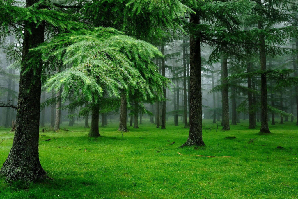 Tranquil Forest Wallpaper: Lush Green Trees & Misty Atmosphere