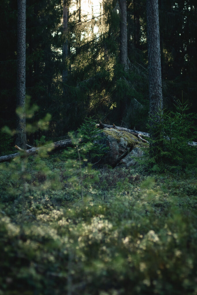 Serene forest with mossy stone dry branches and grass in soft natural light peaceful nature wallpaper