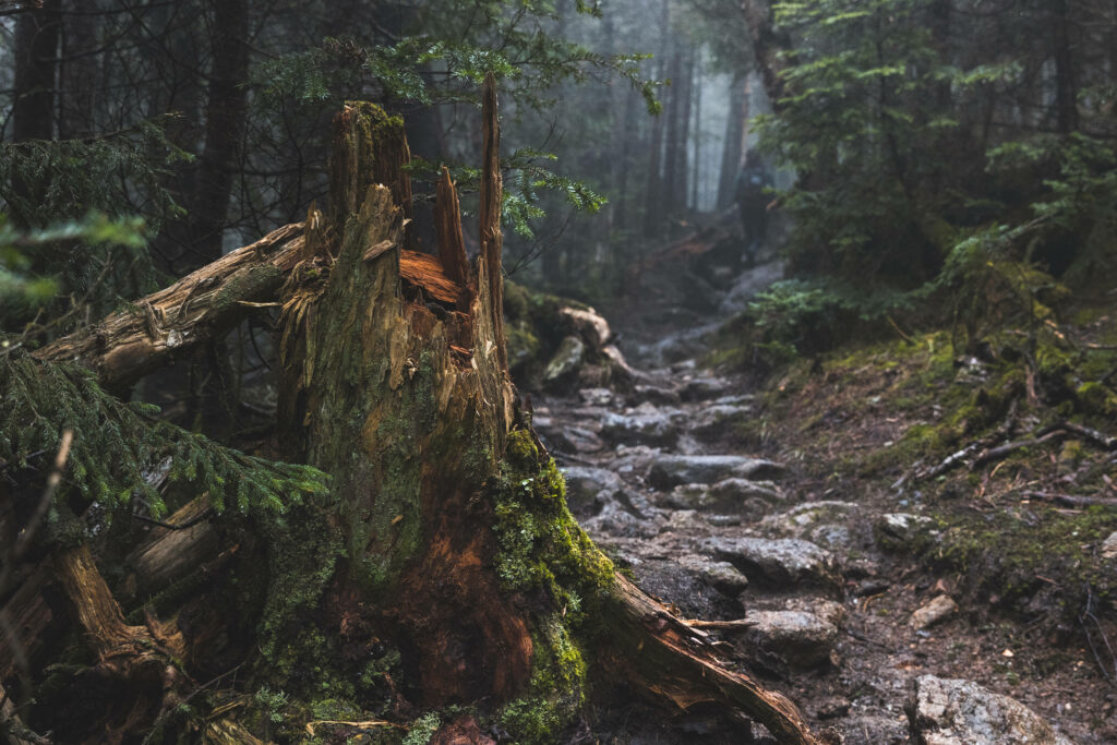Serene Forest Wallpaper: Mossy Stump Amidst Lush Greenery