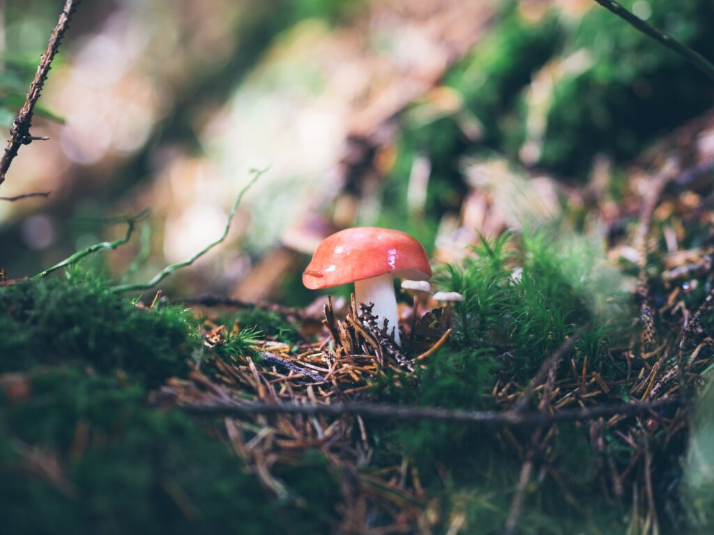 Serene Forest Wallpaper: Red Mushroom Amidst Moss & Grass