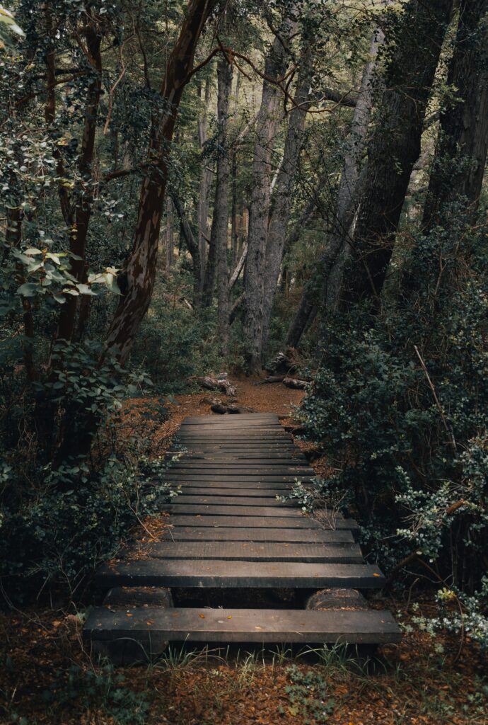 Serene forest wallpaper with rustic wooden bridge on quiet path surrounded by lush green trees