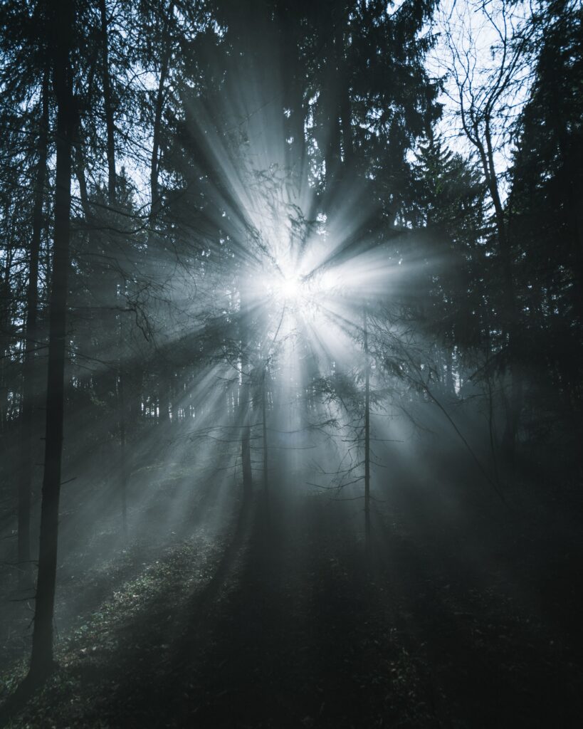 Enchanting Forest Wallpaper: Sunlit Trees & Foggy Atmosphere