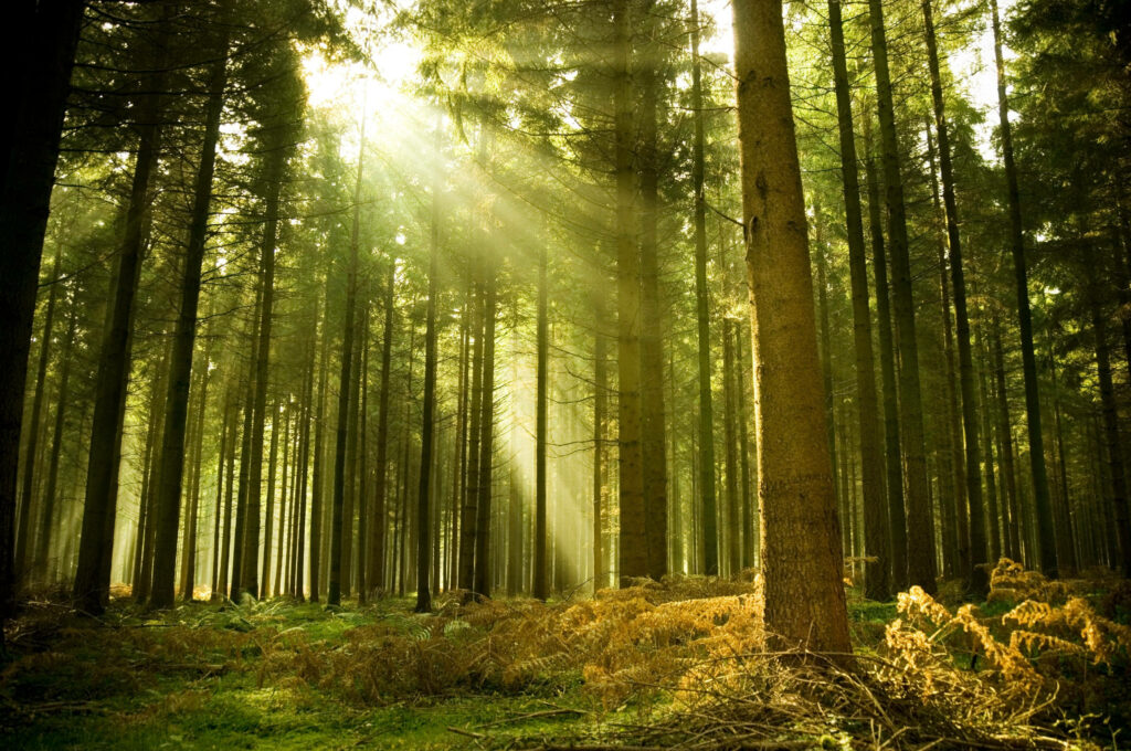 Serene Forest Wallpaper: Sunlight Through Lush Green Trees