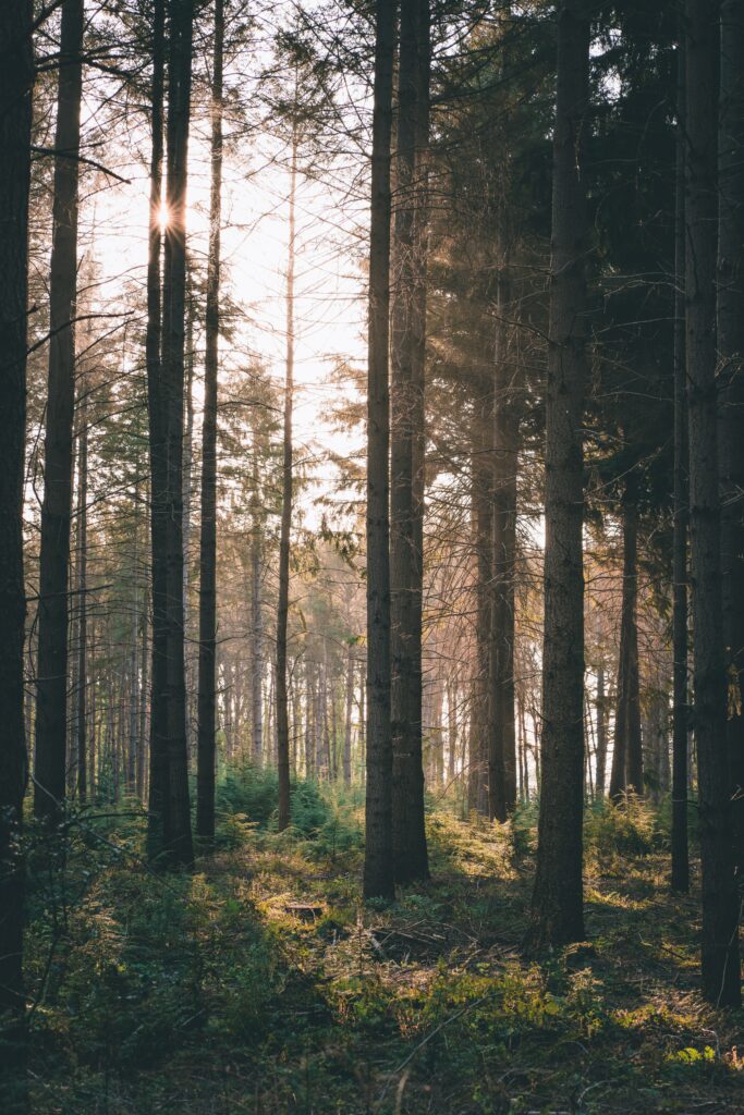 Sunlight filtering through tall trees over lush green bushes in a serene forest wallpaper background
