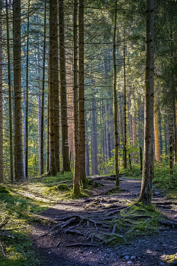 Sunlight through tall trees highlights winding roots on a mossy forest path peaceful nature wallpaper