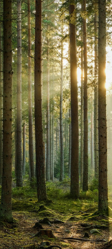 Serene Forest Wallpaper with Sunlit Trees | Tranquil Nature Background