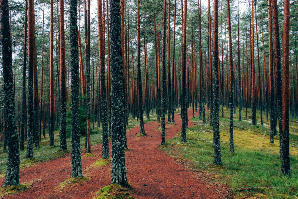 Serene Forest Wallpaper: Tall Pine Trees & Verdant Pathway
