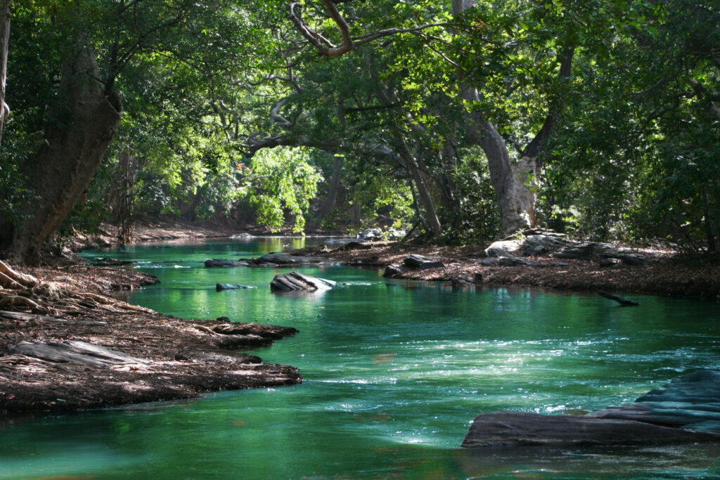 Serene Forest Wallpaper: Tranquil Emerald Stream & Lush Greenery