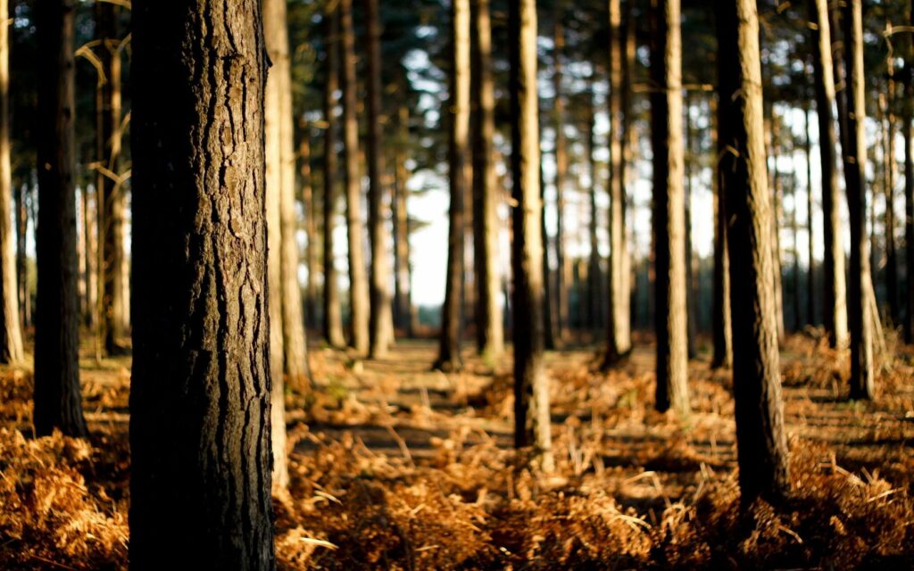 Serene forest wallpaper with tall tree trunks golden sunlight dry grass and rich natural textures