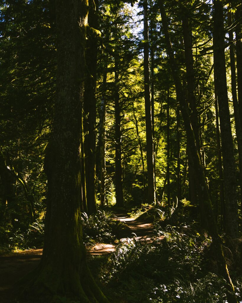 Sunlight streaming through tall trees onto a winding forest path with dense green bushes wallpaper