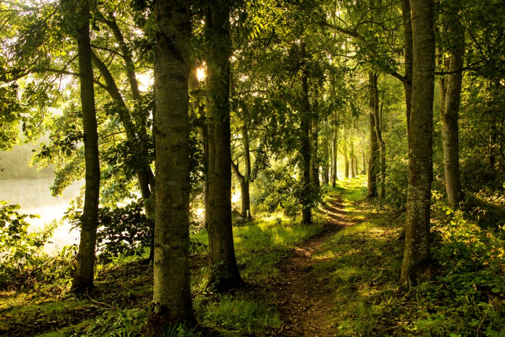 Serene forest wallpaper with tall sunlit trees winding path lush greenery and peaceful shadows