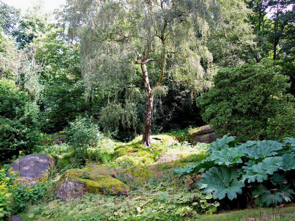 Tranquil forest wallpaper with tall tree lush greenery moss covered rocks serene nature scene