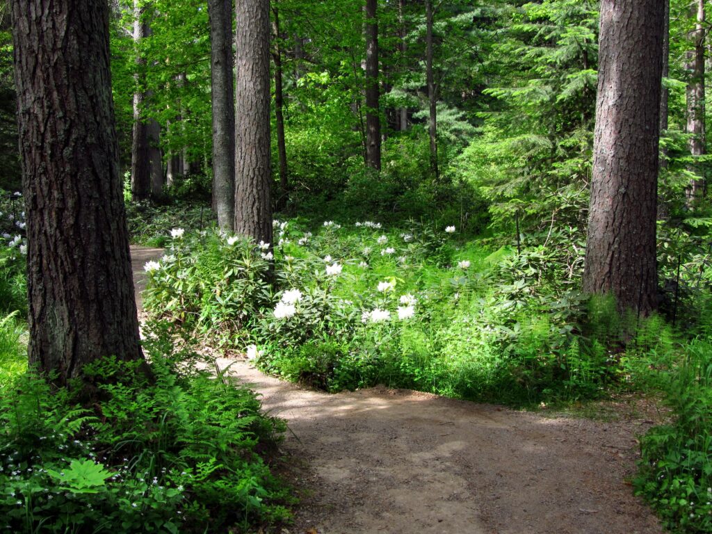 Serene forest wallpaper with tall trees winding dirt path lush greenery and white flowers sunlight