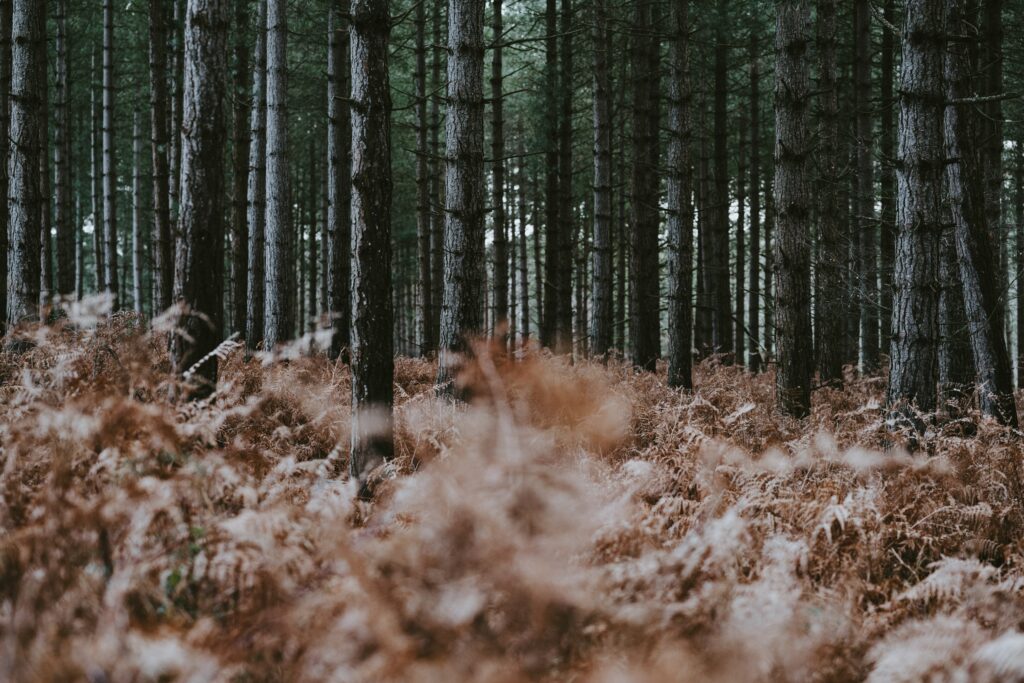 Serene forest wallpaper with tall trees dry brown ferns rustic nature background in soft light
