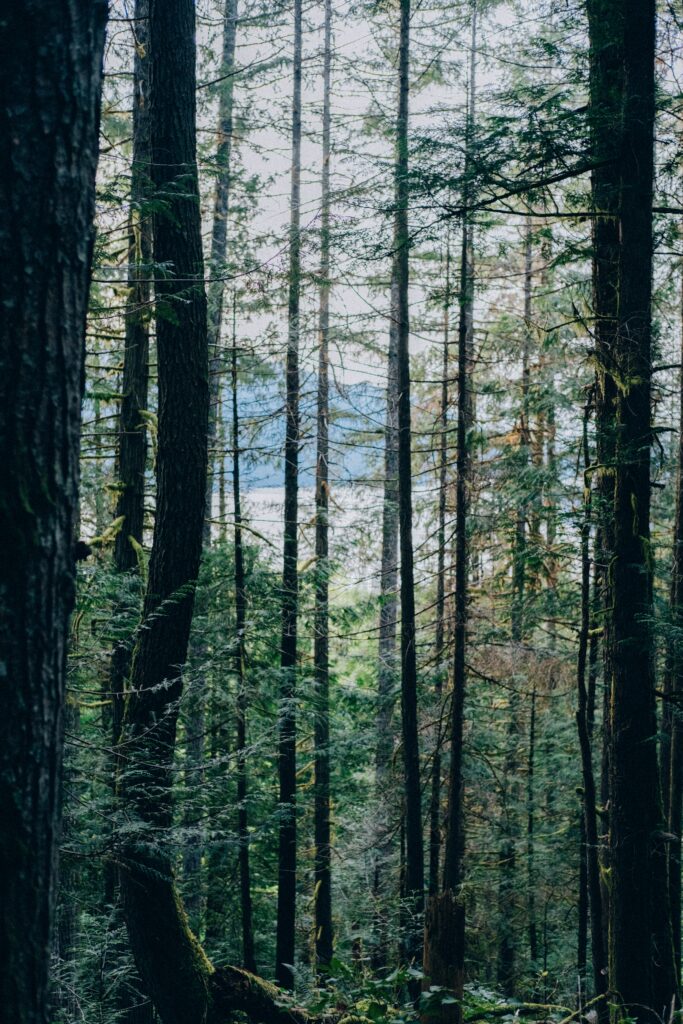 Serene forest wallpaper with tall trees and soft sunlight filtering through lush green branches