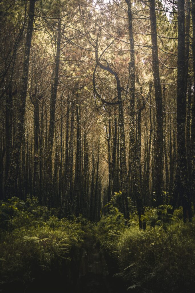 Serene forest wallpaper with tall slender trees sunlight filtering lush green vegetation background