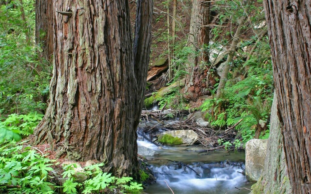 Serene forest wallpaper with towering trees lush foliage and a gentle stream over mossy rocks