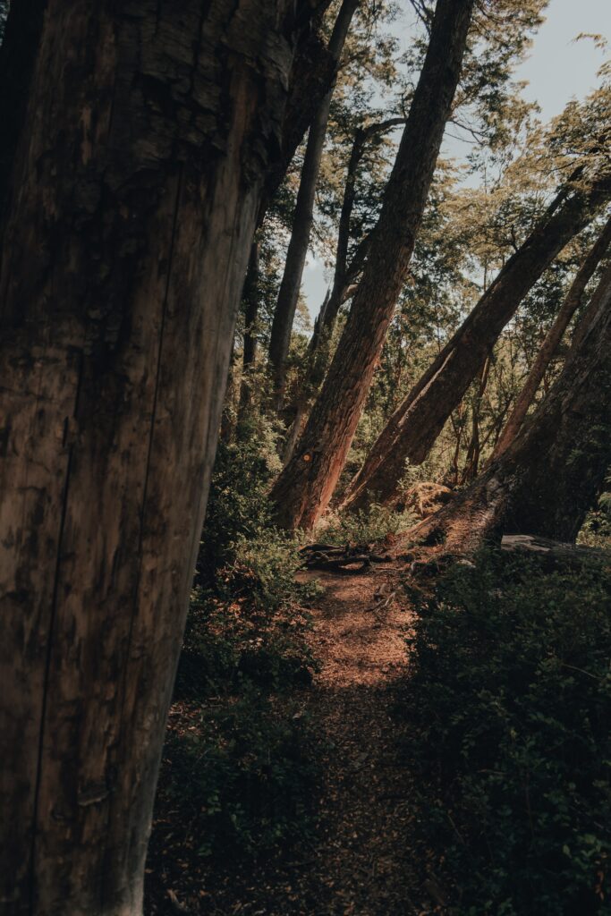 Serene forest wallpaper with towering trees winding path soft natural light lush green nature background