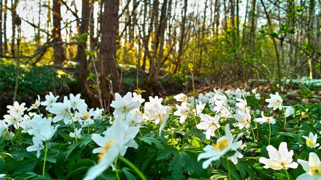 Serene forest wallpaper with white flowers blooming in green grass and sunlight through tall trees