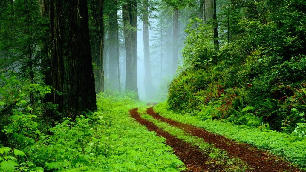 Serene forest wallpaper with winding path ancient trees lush green ferns and misty woodland light