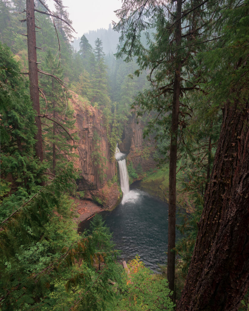 Towering forest trees with a cliffside waterfall cascading into a serene pool lush green foliage Wallpaper