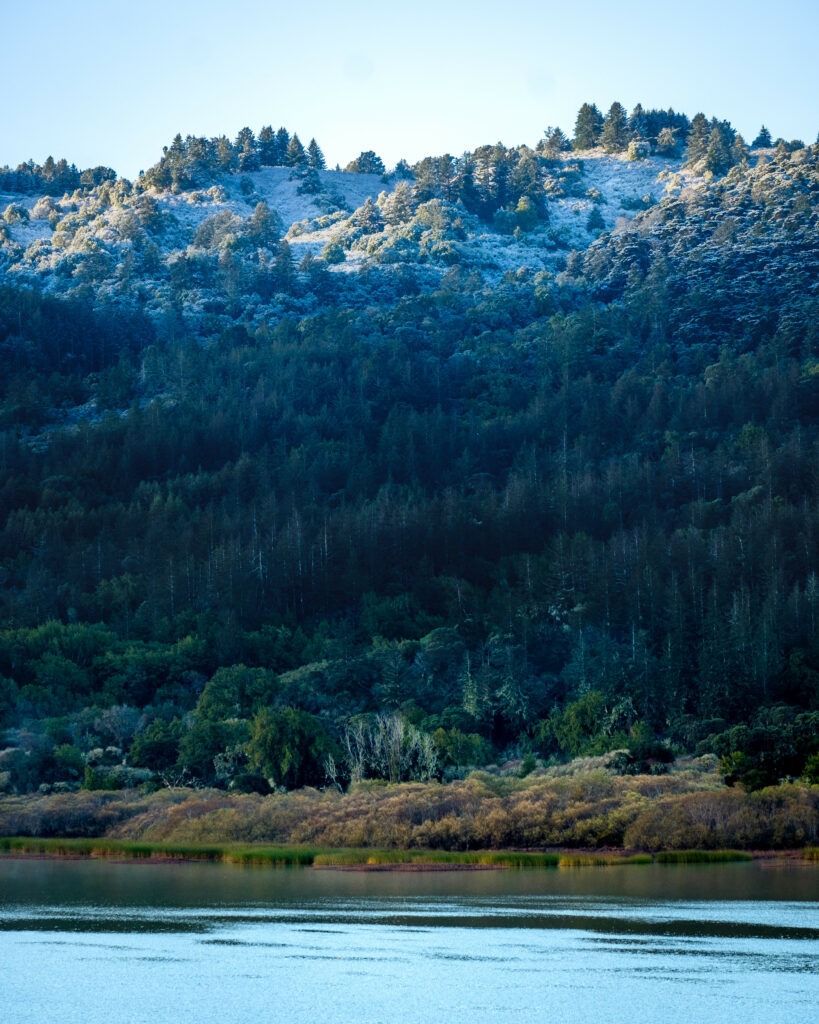 Serene forested slope above calm river with sunlight on dense green and golden foliage wallpaper