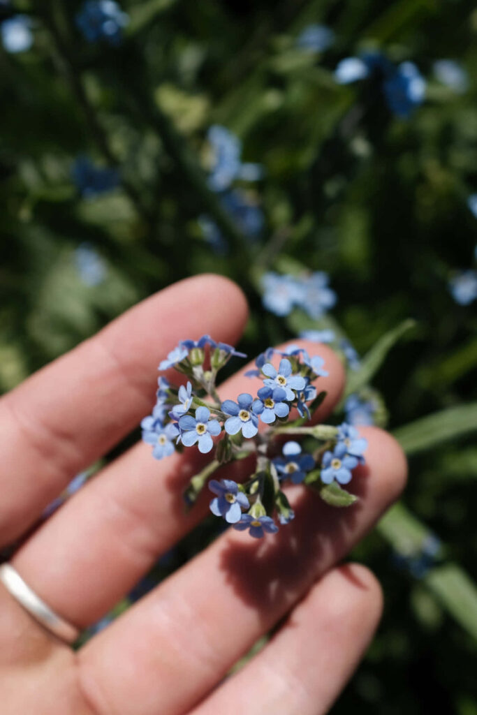 Delicate Blue Forget-Me-Not Flowers Against Blurred Green Background Wallpaper