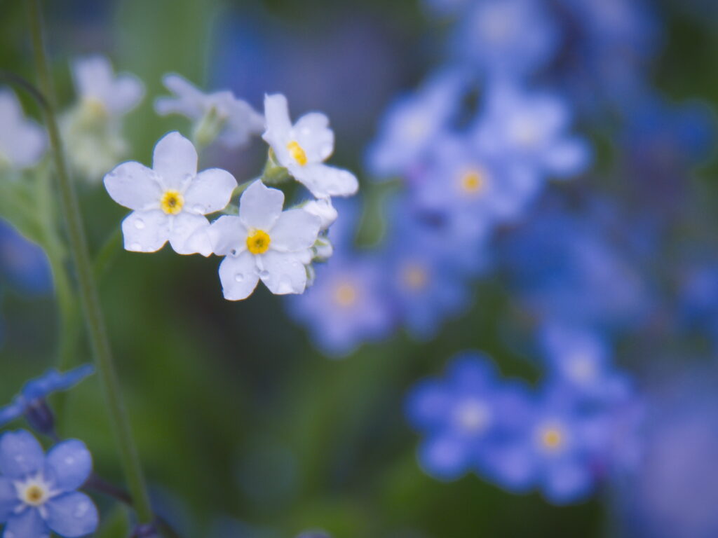 Delicate Forget-Me-Not Flowers: Serene Blue Floral Background Wallpaper