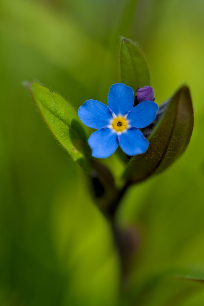 Serene Forget-Me-Not Wallpaper: Vivid Blue Petals on Soft Green