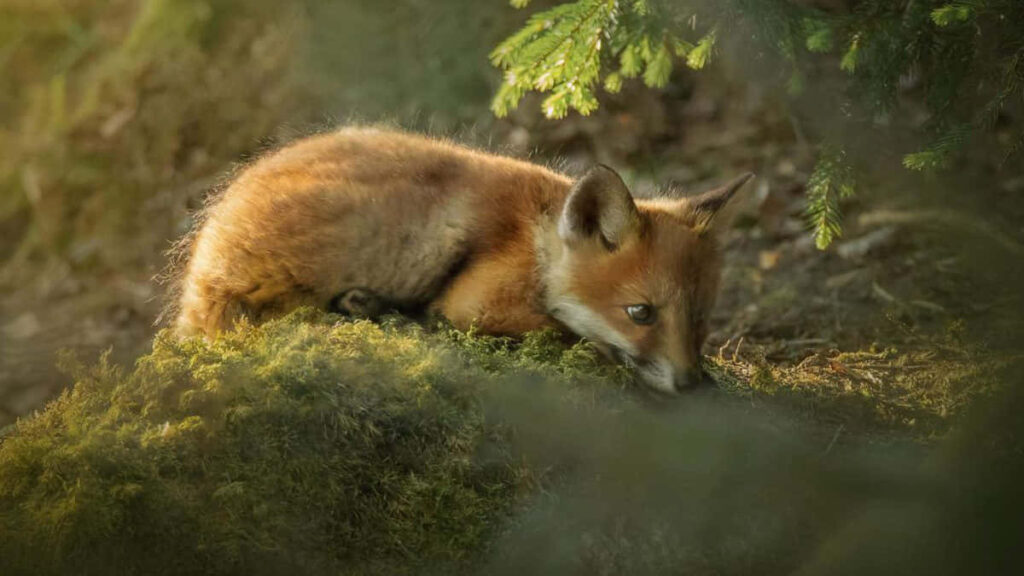 Serene Fox Cub Wallpaper: Lush Forest Glow Background
