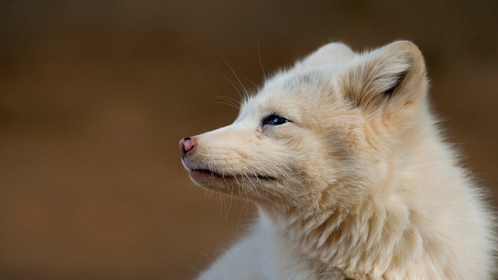 Serene Fox Profile Wallpaper: Fluffy Fur & Gentle Expression