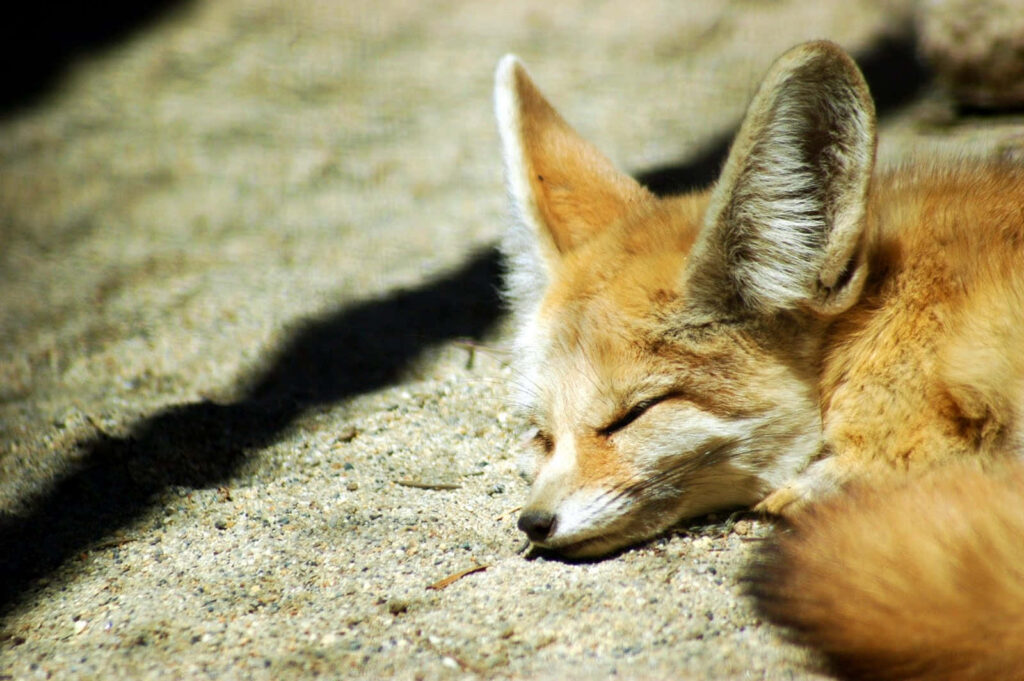 Charming Fox on Sunlit Sand - Serene Background Wallpaper